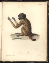 Simia melanocephala, XXIX. tábla, Louis Bouquet (1765-1814) acélmetszete Nicola Huet (1770-1827) metszete nyomán, illusztráció a Recueil d