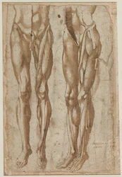 Két tanulmány egy lenyúzott emberről recto Tanulmány egy lenyúzott törzsről, 1554.