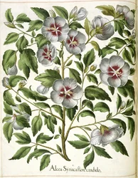 Alcca Syriaca, a "Hortus Eystettensis"-ből