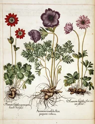 Kökörcsin, a "Hortus Eystettensis"-ből