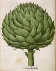 Articsóka, a "Hortus Eystettensis"-ből