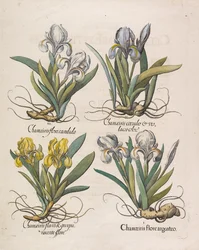 Chamaeiris virága, 1613.