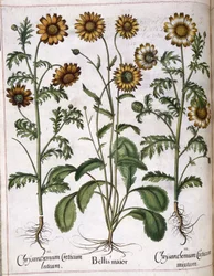 Krizantém, a „Hortus Eystettensis”-ből