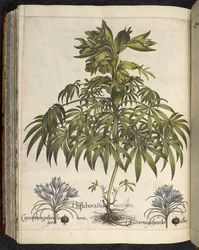 Helleborus, Illusztráció a 