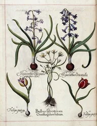 Jácint és tulipán, a „Hortus Eystettensis”-ből