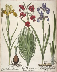 Iris, a "Hortus Eystettensis"-ből