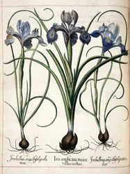 Iris, a "Hortus Eystettensis"-ből