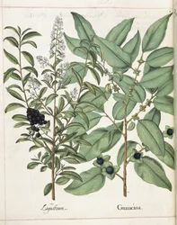 Ligustrum és Guiacana, a „Hortus Eystettensis”-től