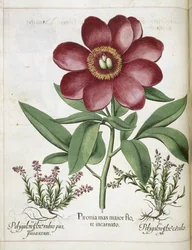 Bazsarózsa, a "Hortus Eystettensis"-ből