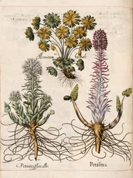 Petasites, a "Hortus Eystettensis"-ből