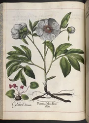 106. tábla: Cyclamen Vernum, Paonia Mas flore albo, Hortus Eystettensis, Basilius Besler