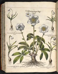 29. tábla: Helleborus niger, Hortus Eystettensis, Basilius Besler