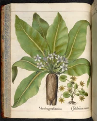 29. tábla: Mandragora femina (Mandrake), Hortus Eystettensisből, Basilius Besler