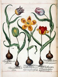 Tulipán, a "Hortus Eystettensis"-ből