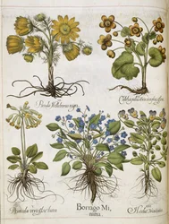 Különféle növények a "Hortus Eystettensis"-ből