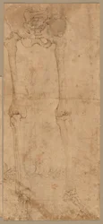 A csontváz alsó fele elölről, 1540-es évek eleje.