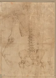 A csontváz felső fele hátulról, 1540-es évek eleje.