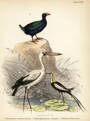 Ázsiai tátogató gólya, fácánfarkú levéljáró és takahe, 1855