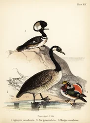 Kanadai liba, mandarin kacsa és csuklyás réce. 1855 (kőnyomat)