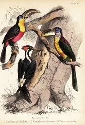 Zöldcsőrű tukán, göndör tarajos aracari és elefántcsontcsőrű fafű 1855 (litográfia)