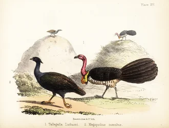 Gweela és narancslábú bozótszárnyasok. 1855 (kőnyomat)