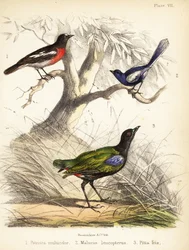 Csendes-óceáni vörösbegy, fehérszárnyú tündérfiú és szivárványos pitta. 1855 (kőnyomat)