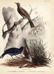 Szatén és őzmellű bowerbirds. 1855 (kőnyomat)