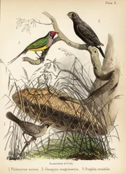 Társaságkedvelő takács, nagy pinty és Gouldi pinty. 1855 (kőnyomat)