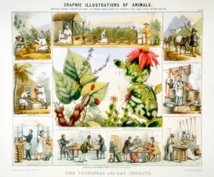 Cochineal és lac rovarok, c1850