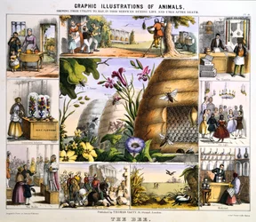 A méhecske, c1850