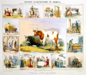 A tehén, c1850