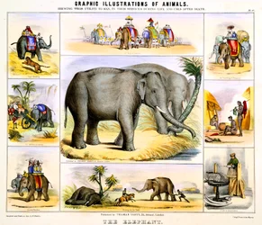 Az elefánt, c1850