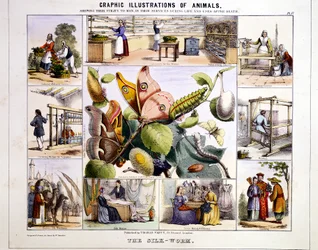A selyemhernyó, c1850