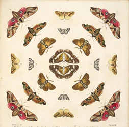 Részlet a VIII. tábláról, az A Rare Depiction of Butterflies and Moths, pub. 1764 (kézzel színezett metszet)