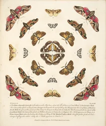 VIII. tábla, a Pillangók és lepkék ritka ábrázolásából, kocsma. 1764 (kézzel színezett metszet)