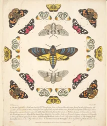 XII. tábla, a Pillangók és lepkék ritka ábrázolásából, kocsma. 1764 (kézzel színezett metszet)