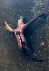 Kereszt alakú fadarab a Garonne folyóban, Toulouse, Haute-Garone (fotó)