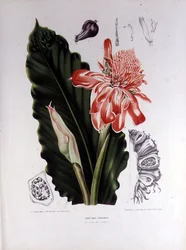 Elettaria Speciosa, illusztráció a „Jáva-sziget flórájának és pomonájának válogatott virágai, gyümölcsei és lombjai” című művéből, G. Severeyns metszete