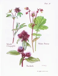Marsh Cinquefoil, Bojtorján, Water Avens, 1951