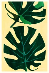 Trópusi monstera levelek