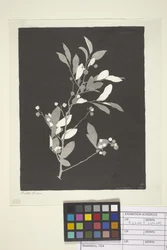 Huckleberry (tinta papíron)