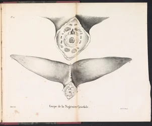 A bálna farokúszójának keresztmetszete, 1827 Coupe de la Nageoire Caudale (cím a tárgyon)