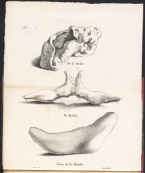 A bálna hasüregcsontjának három része, 1827 Os du Rocher / Os Hyoid / Corne de l