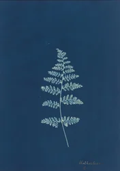 Hothocleana,c. 1850-es évek (fotó)