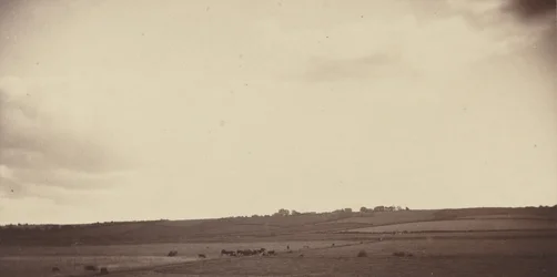 Mezőn tehenekkel,1850-1860-as évek (fotó)
