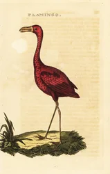 Amerikai flamingó, Phoenicopterus ruber