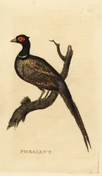 Közönséges fácán, Phasianus colchicus