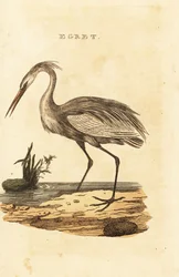Nagy kócsag, Ardea alba