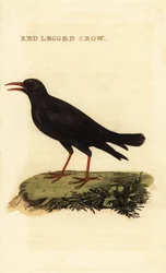 Vöröscsőrű köhögés, Pyrrhocorax pyrrhocorax