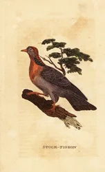 Szürkegalamb, Columba oenas